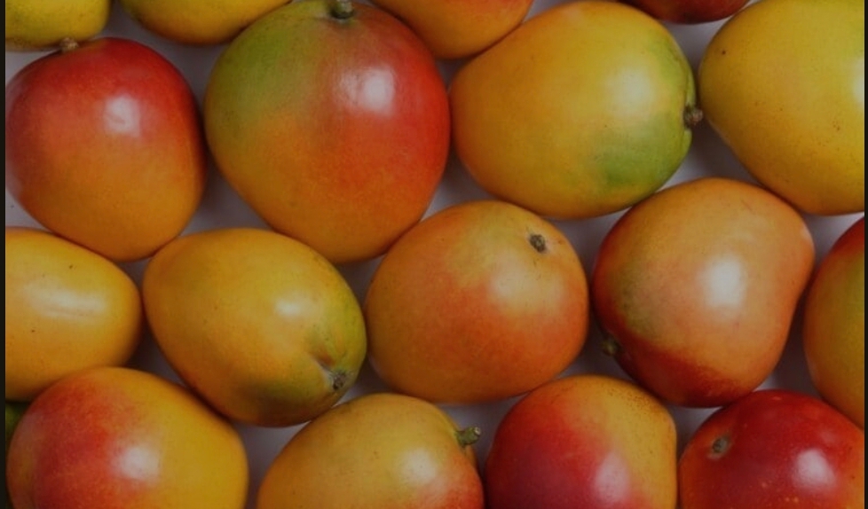 Sadio Mané launches US$20.4M mango processing project in Senegal 2
