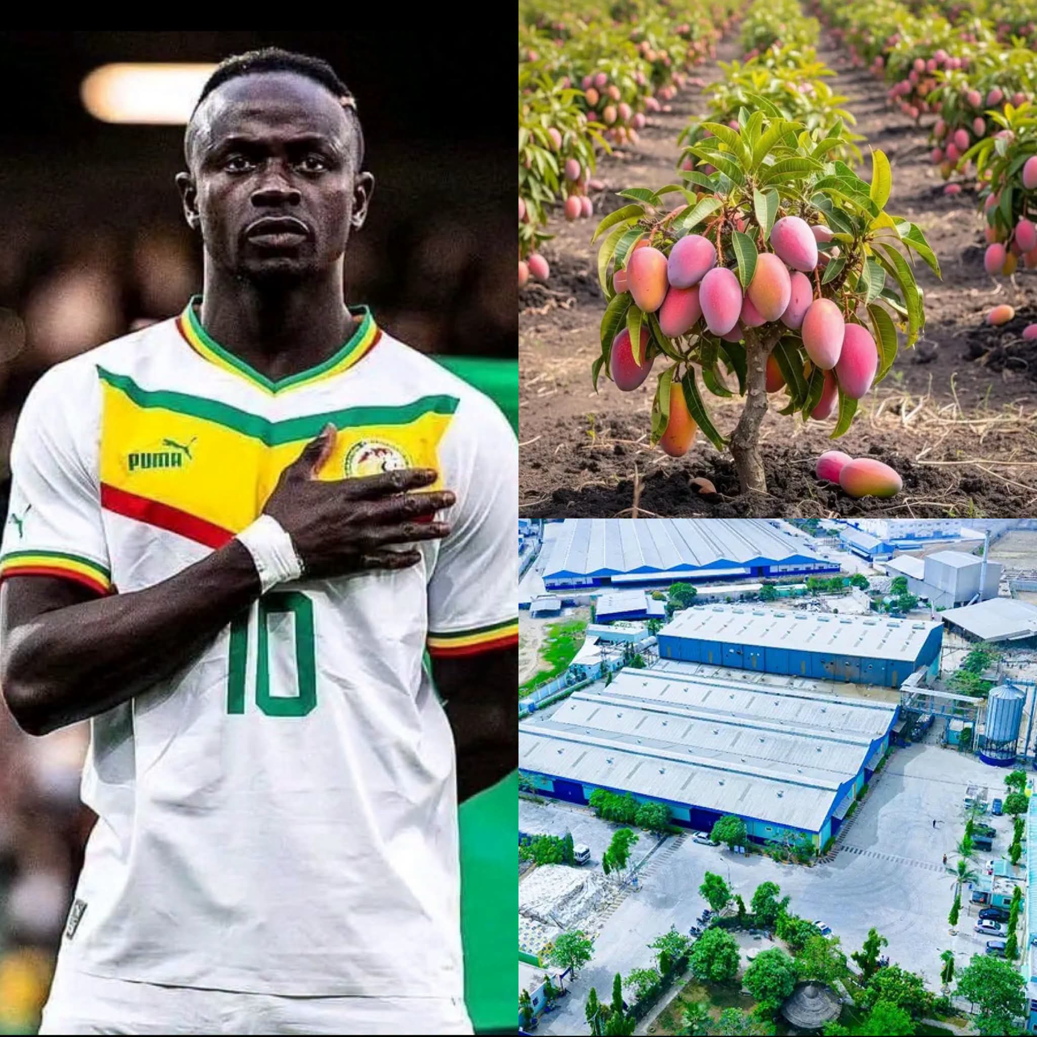 Sadio Mané launches US$20.4M mango processing project in Senegal